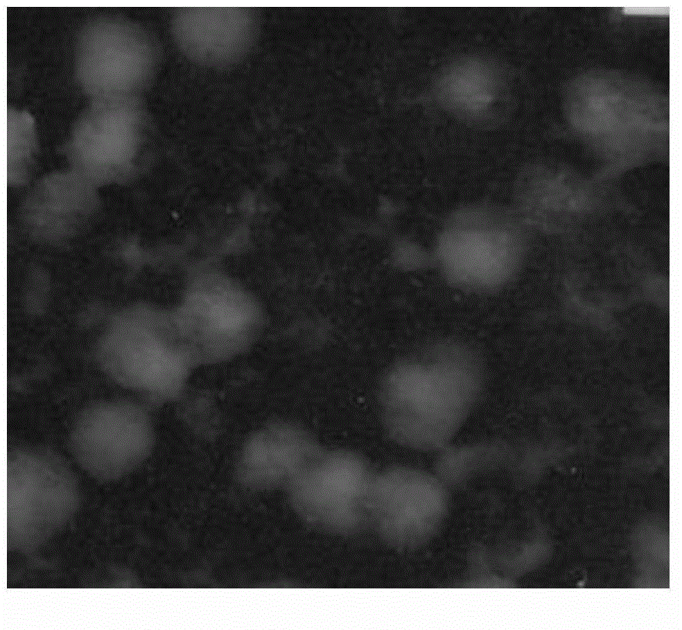 O-carboxymethyl chitosan-stearic acid polymer as well as synthesis method thereof and application of polymer