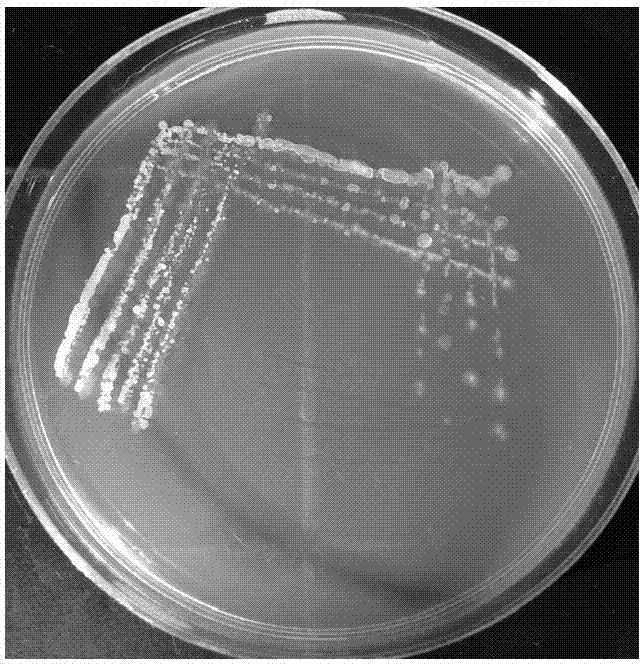 A peanut rhizosphere growth-promoting bacterium hs4 and its application