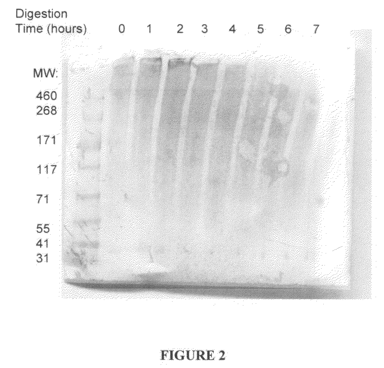 Compositions and methods for soft tissue augmentation