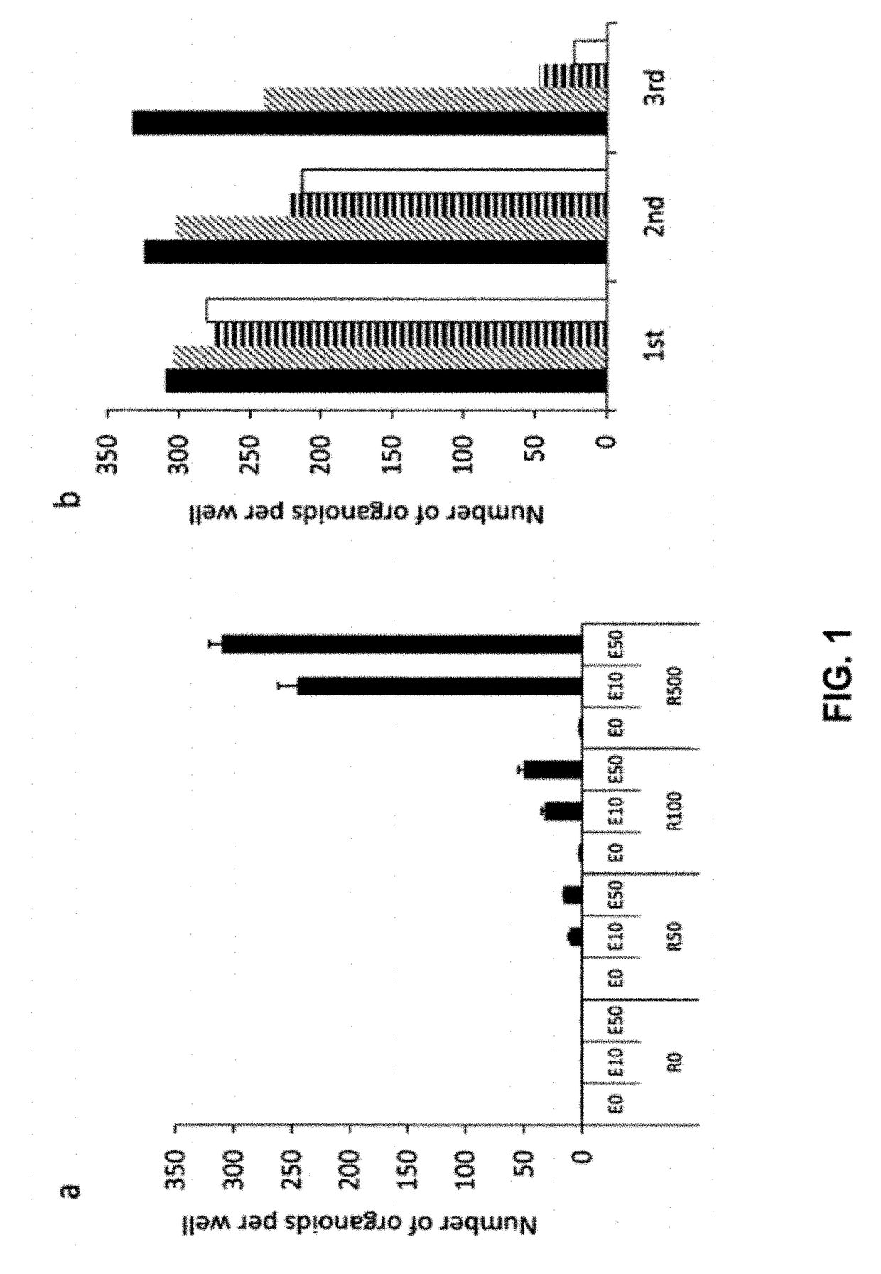 Culture medium for epithelial stem cells and organoids comprising the stem cells