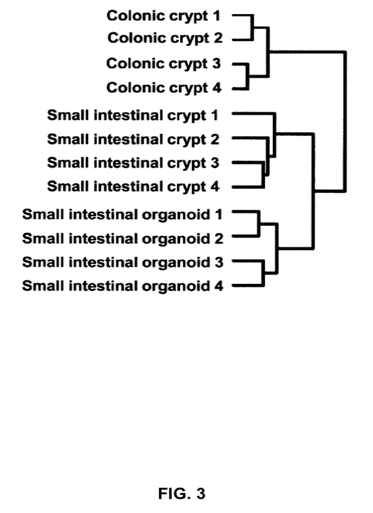 Culture medium for epithelial stem cells and organoids comprising the stem cells