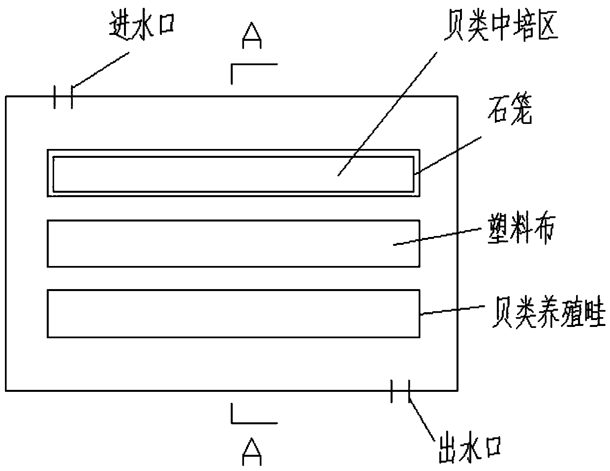 Intermediate cultivation method suitable for benthic bivalve in pond