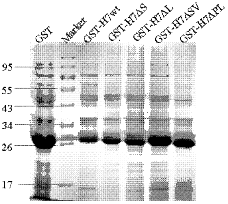 Linear neutralizing epitope polypeptide of fowl reticuloendotheliosis virus gp90 protein and application thereof