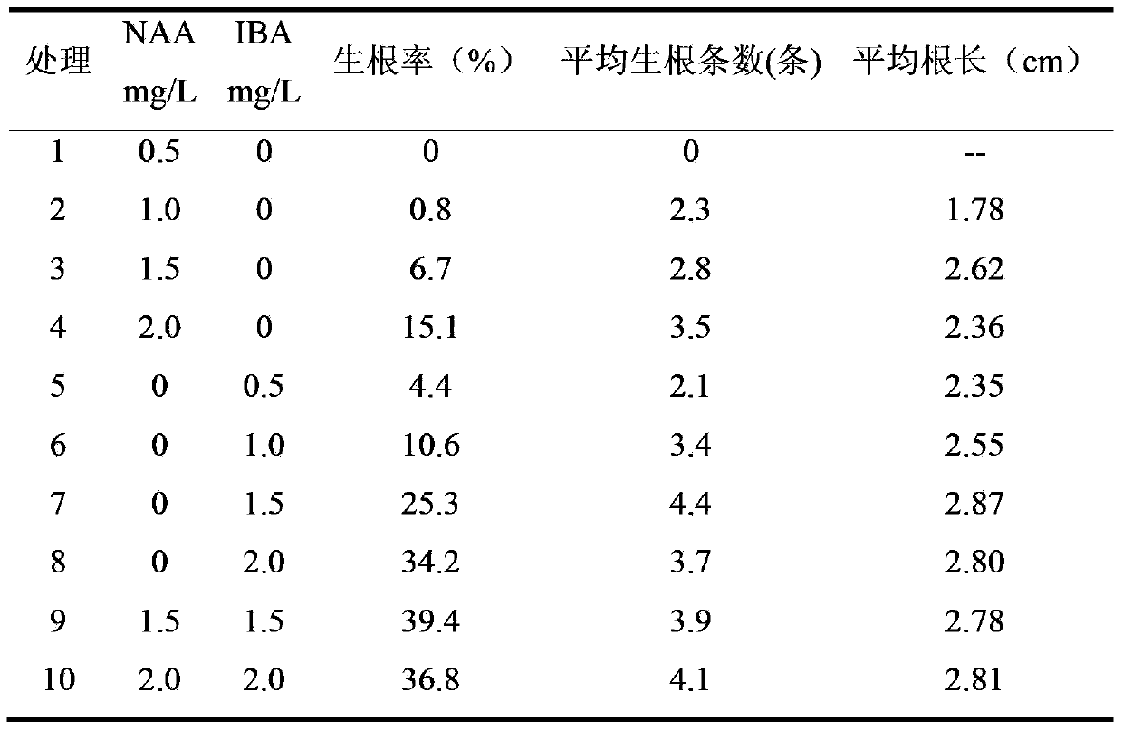 Tissue-culture rapid propagation method for pyrus betulaefolia bunge