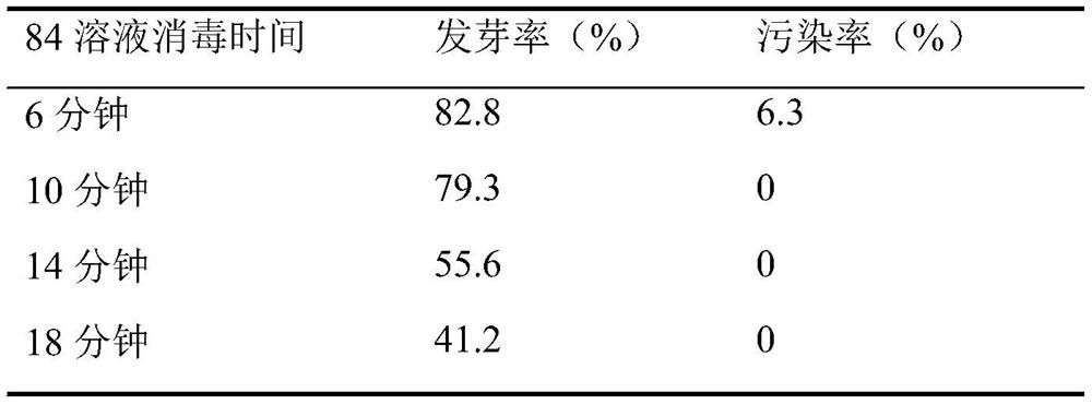 Genetic transformation method of agrostis stolonifera