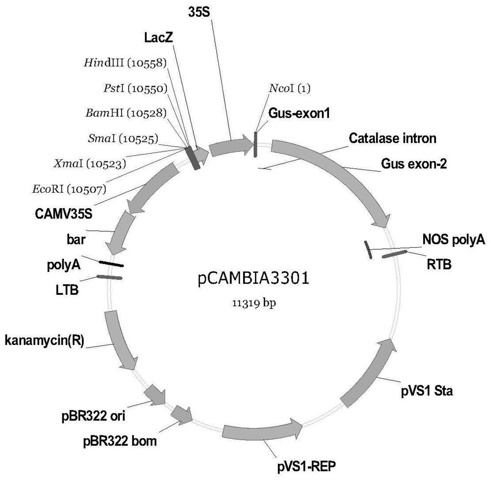 Genetic transformation method of agrostis stolonifera