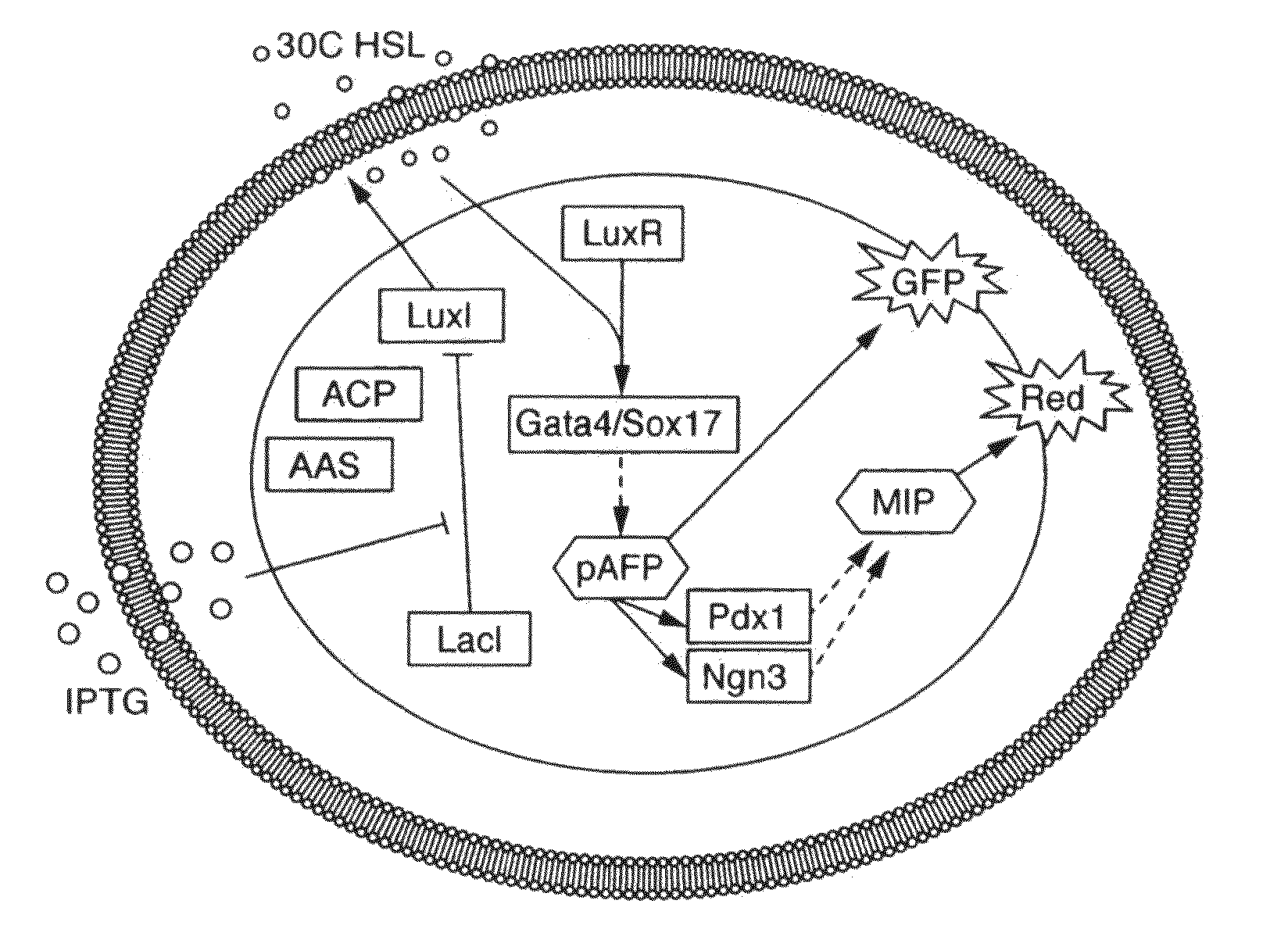 Engineered cellular pathways for programmed autoregulation of differentiation