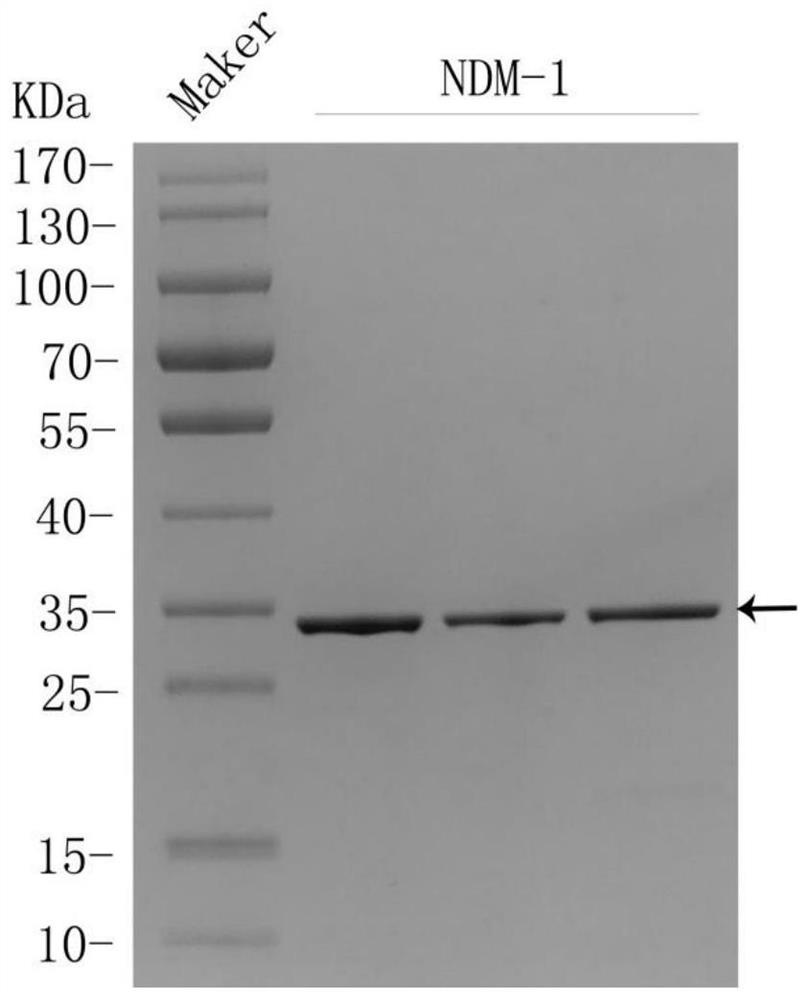 Preparation method and application of NDM-1 monoclonal antibody