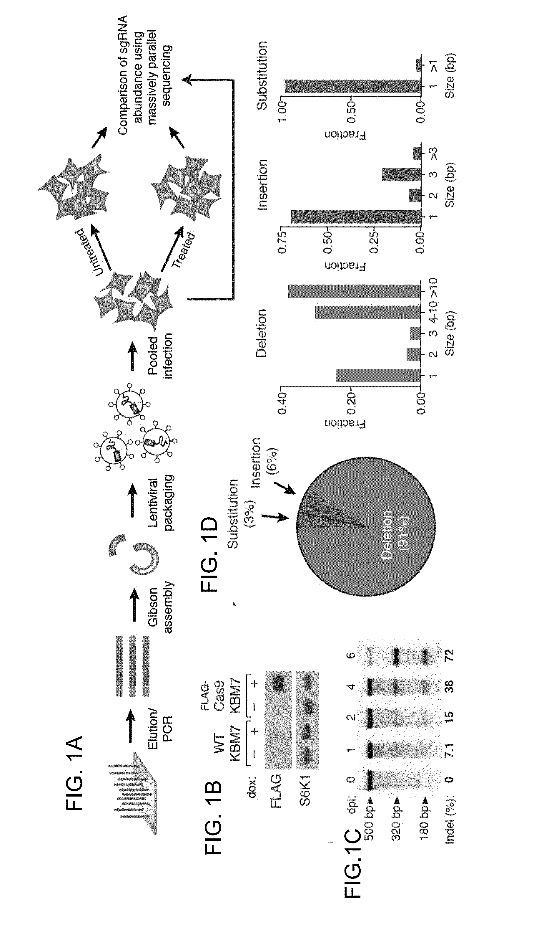 Functional genomics using crispr-cas systems, compositions, methods, screens and applications thereof