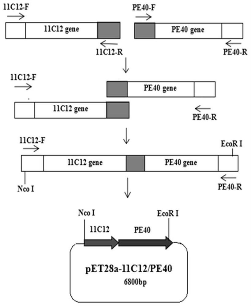 A fusion protein of nanobody and Pseudomonas aeruginosa exotoxin and its application