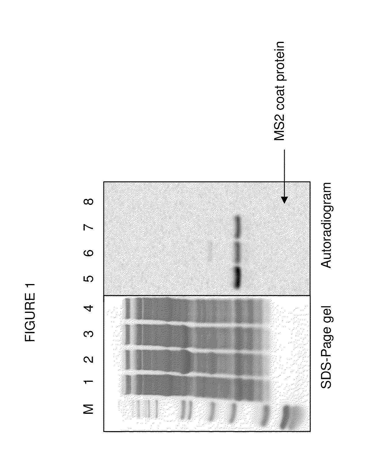 Direct Attachment of Polypeptides to Virus Like Particles