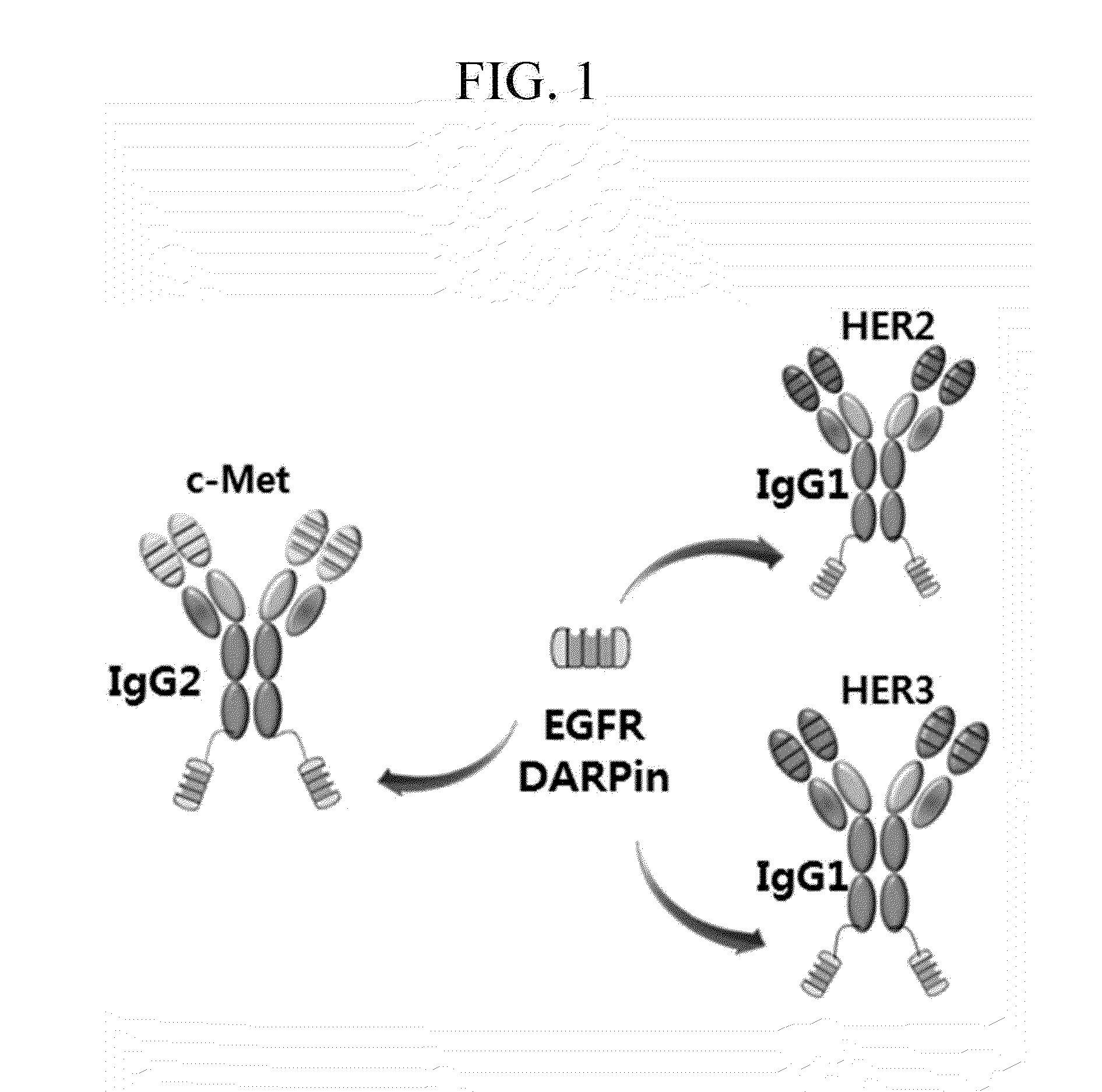 BISPECIFIC CHIMERIC PROTEINS WITH DARPins