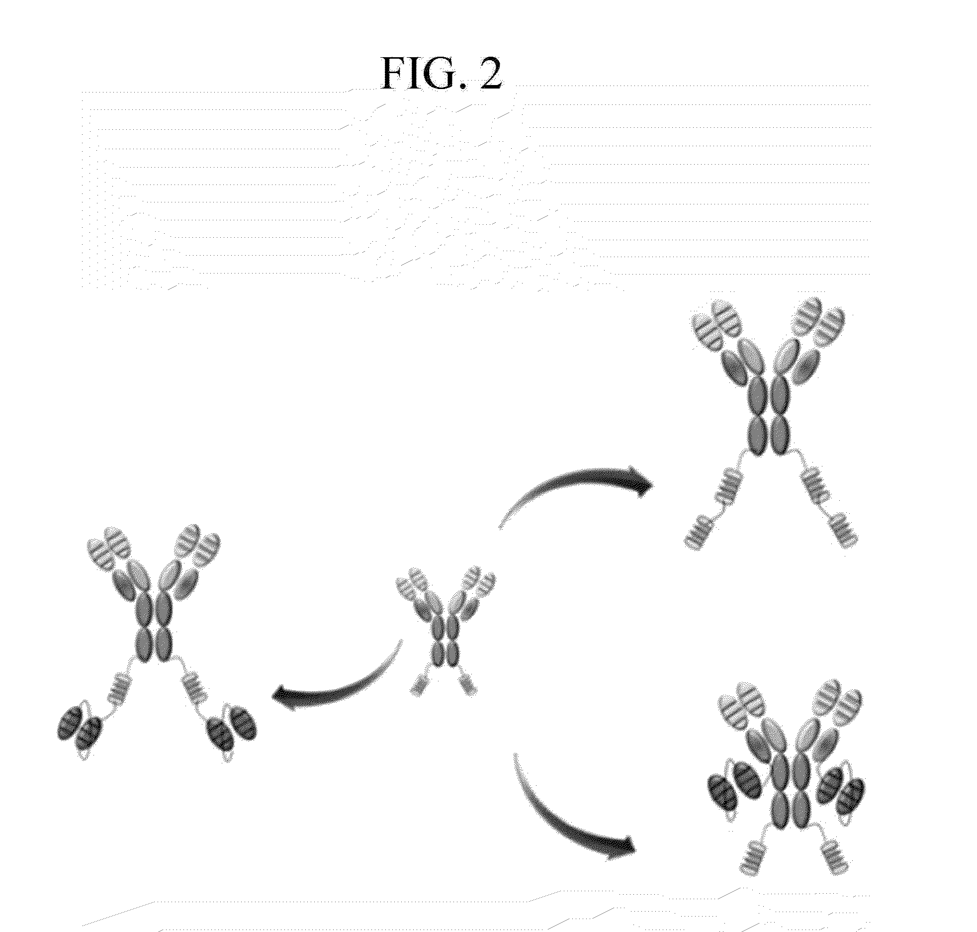 BISPECIFIC CHIMERIC PROTEINS WITH DARPins