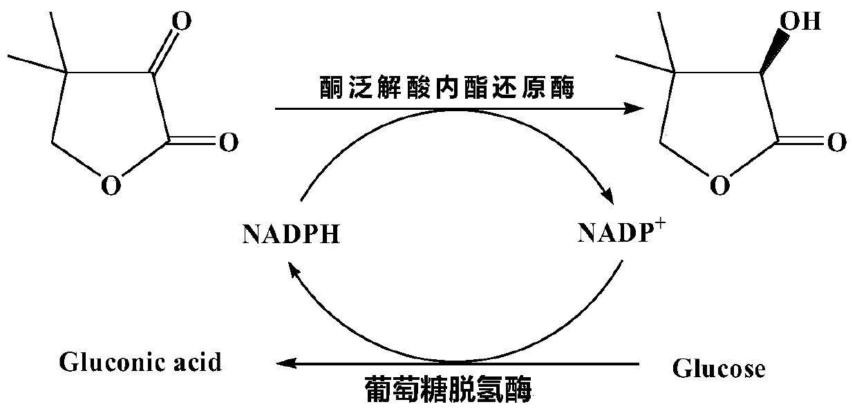 Ketopantolactone reductase and application thereof