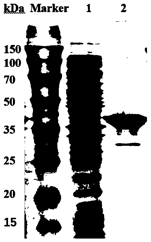 Ketopantolactone reductase and application thereof