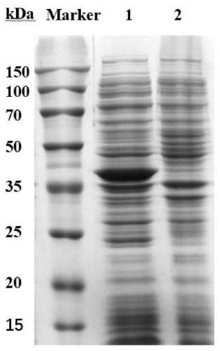 Ketopantolactone reductase and application thereof