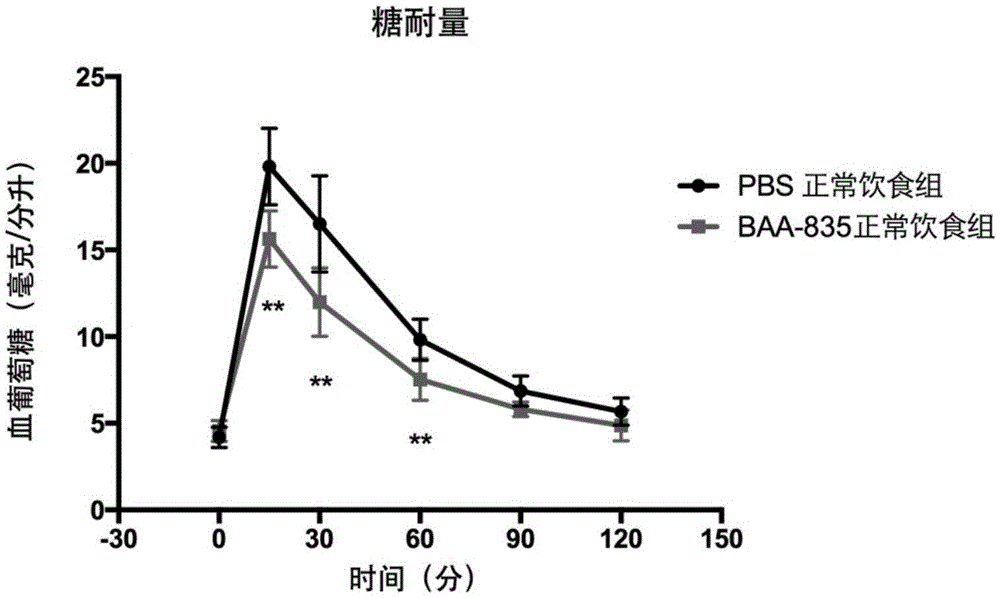 Application of Akkermansia muciniphila BAA-835 strain