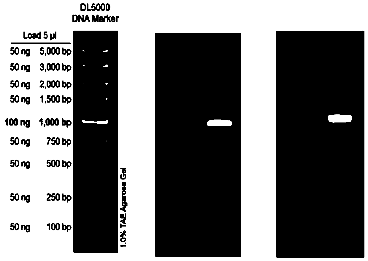 Aenasius bambawalei glucose dehydrogenase GLD gene and primer combination and cloning method for amplification of aenasius bambawalei glucose dehydrogenase GLD gene