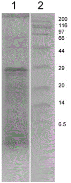 Corn starch process water protein recovery technique