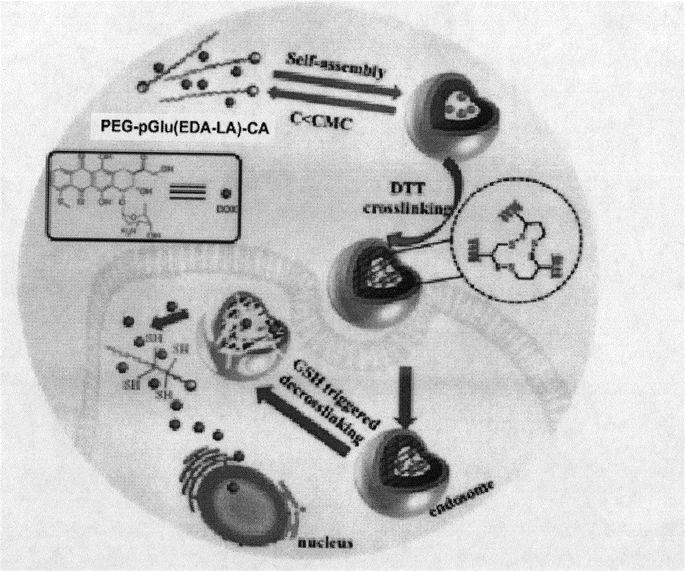 Synthesis method and use of cholic acid-modified polyamino acid block copolymer