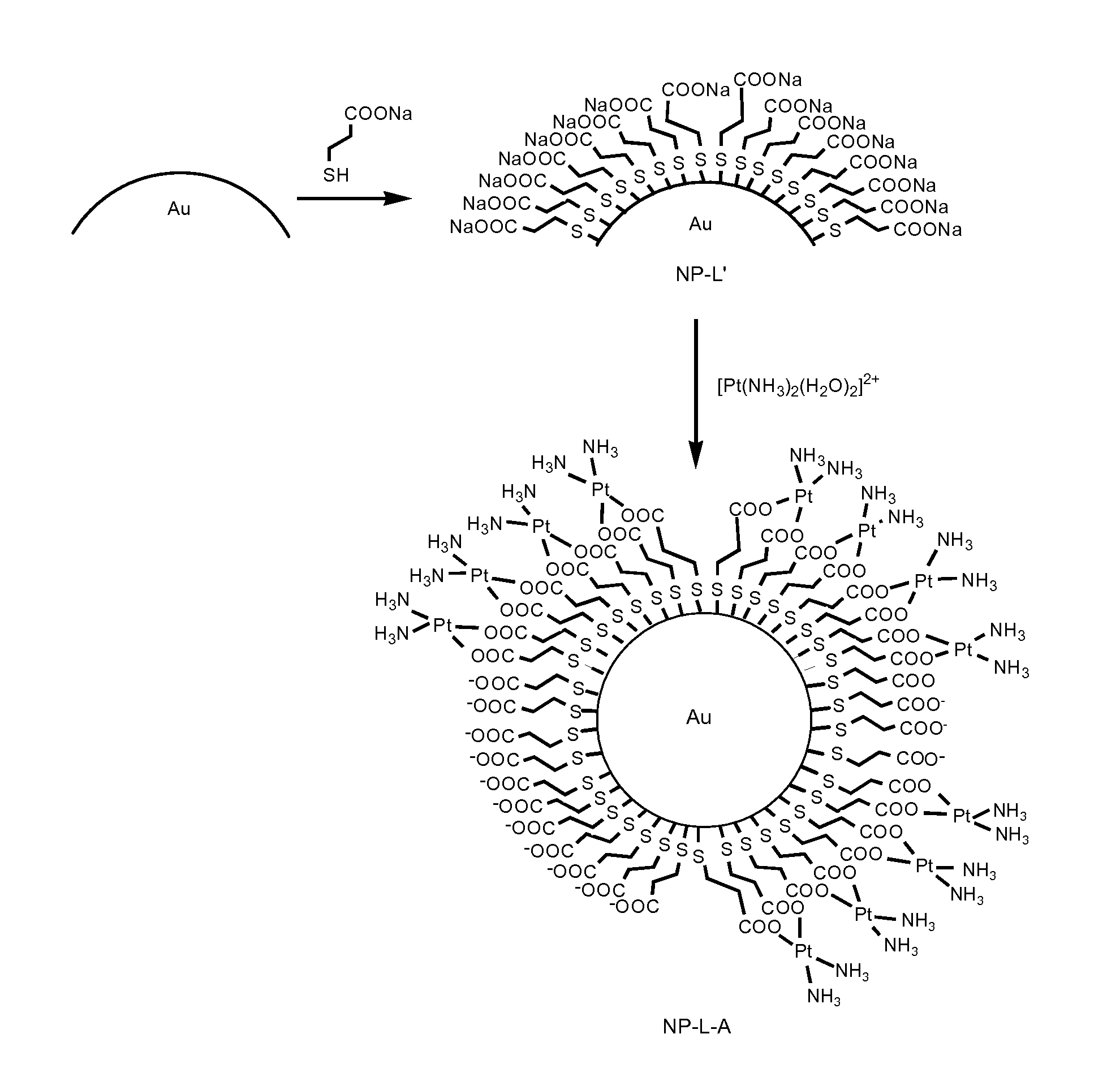 Conjugates comprising nanoparticles coated with platinum containing compounds