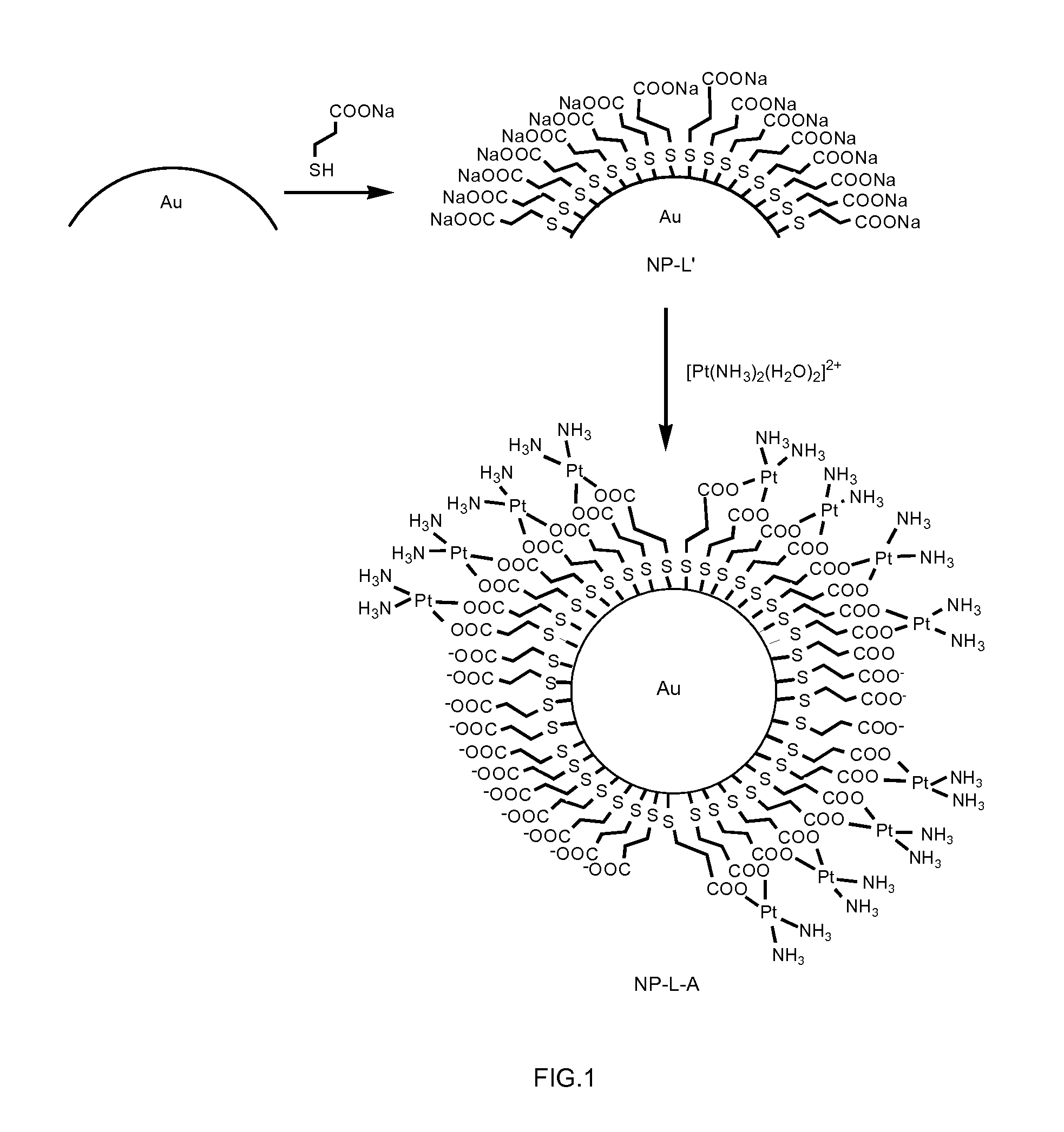 Conjugates comprising nanoparticles coated with platinum containing compounds