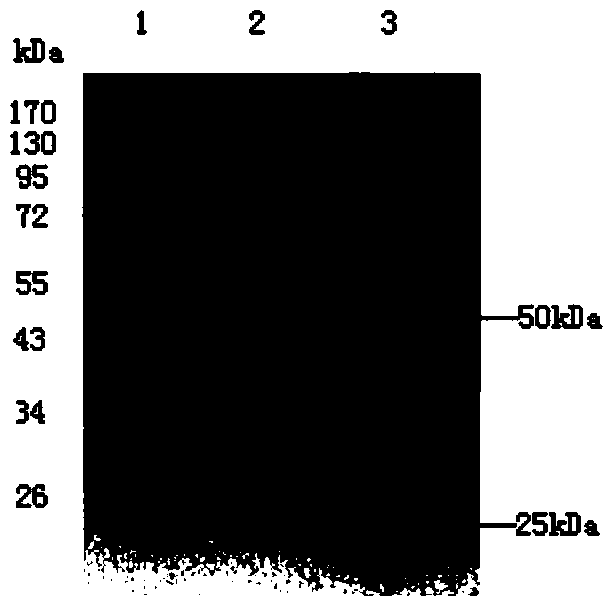 Colloidal gold test strip for detecting canine parvovirus