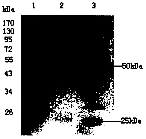 Colloidal gold test strip for detecting canine parvovirus