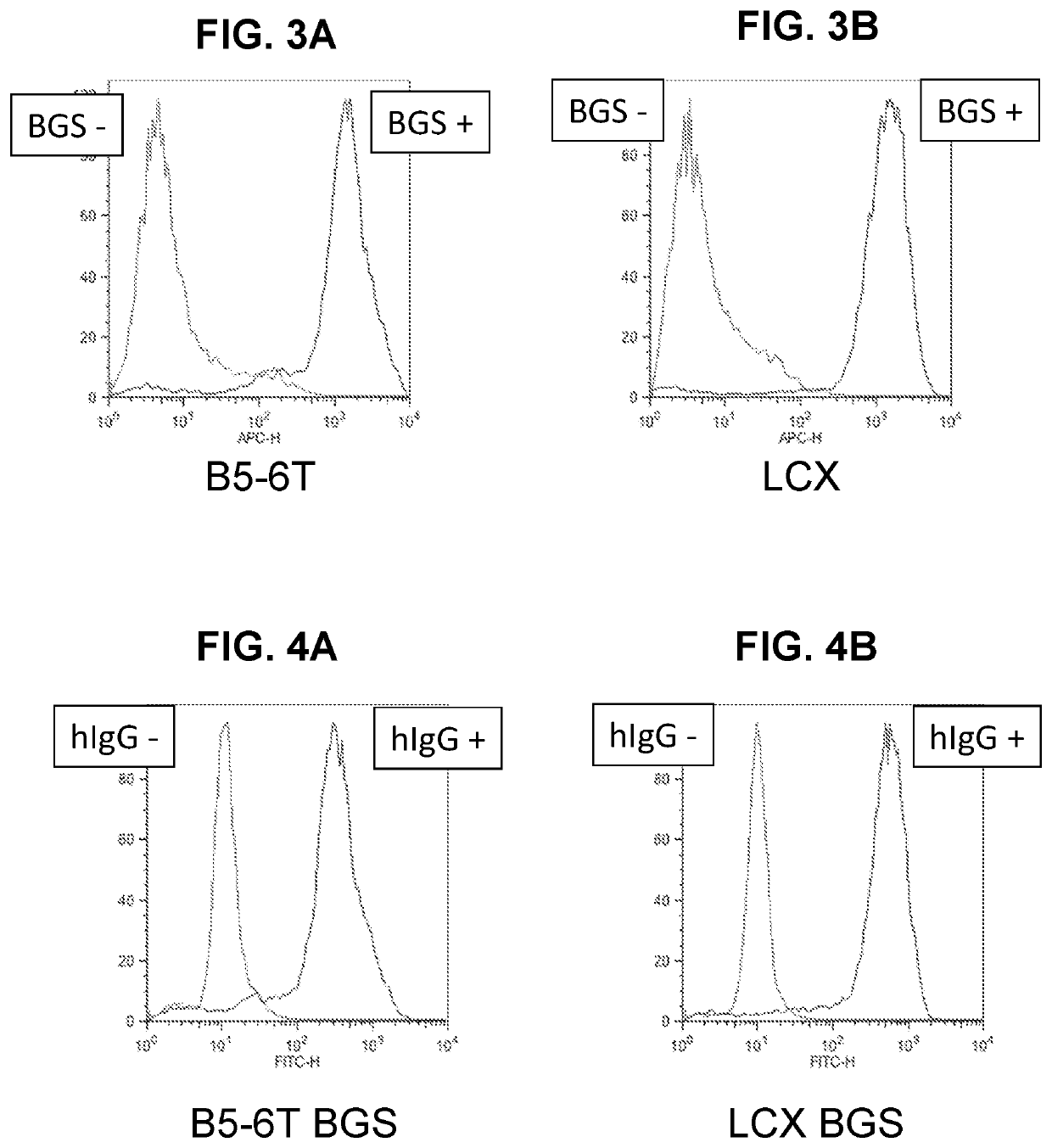 Methods and compositions for inducible extracellular membrane capture of monoclonal immunoglobulins secreted by hybridomas