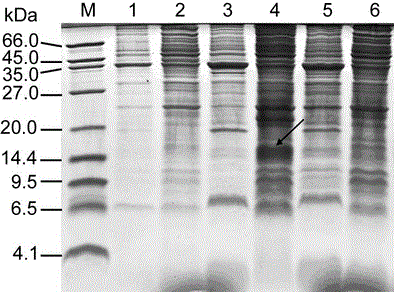 Protease inhibitor BmSPI38 and preparation method and application thereof