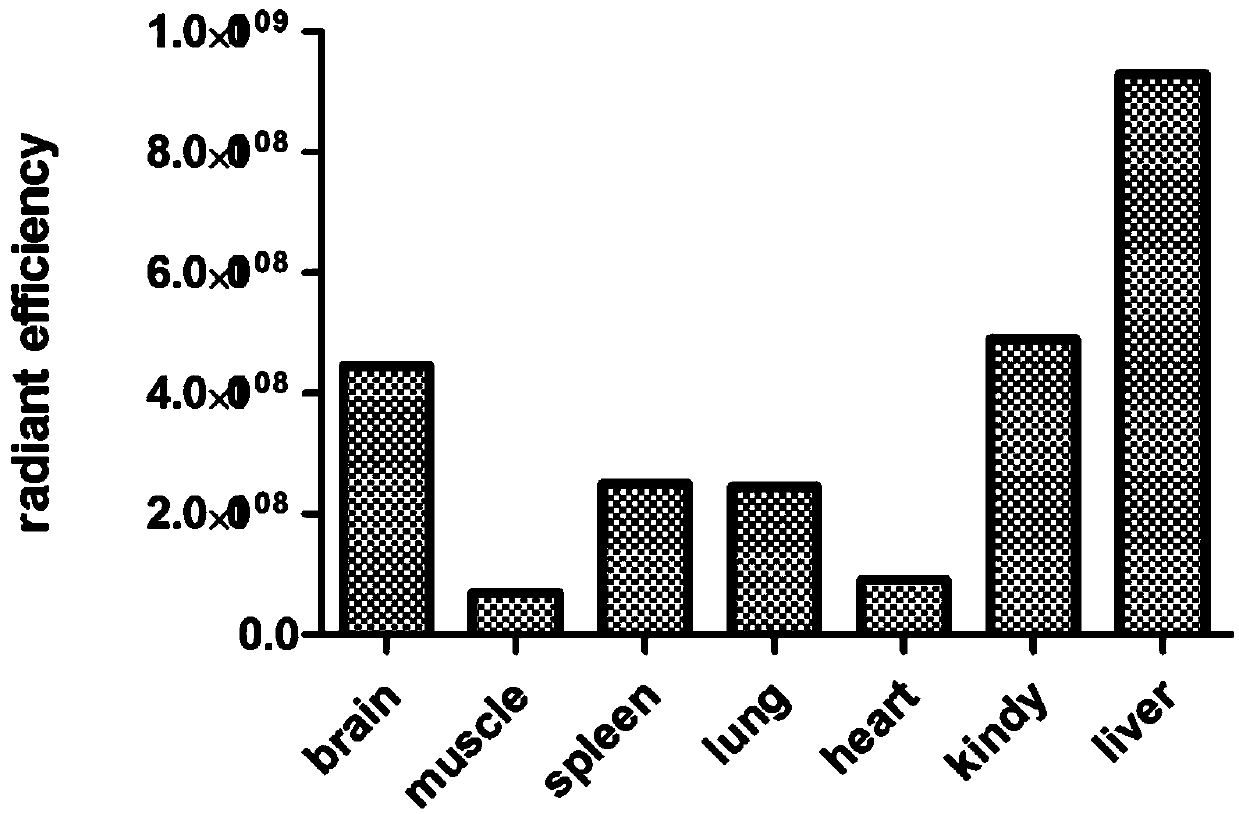 Peptide library penetrating through blood brain barrier and screening method thereof