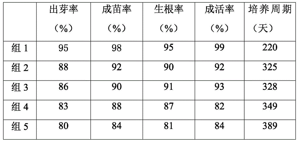 Method for establishing rapid propagation system of tripterygium hypoglaucum