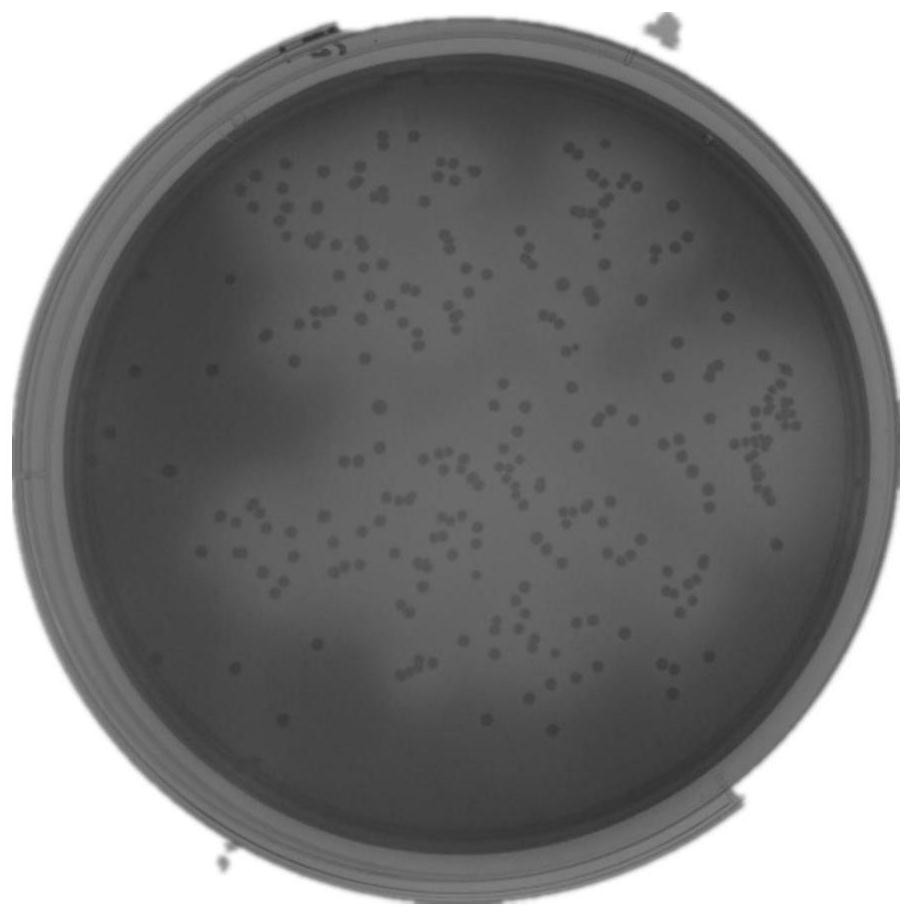 Large-island saline-alkali bacillus capable of producing cyclodextrin glucosyltransferase and application of large-island saline-alkali bacillus