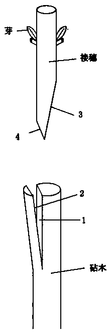 Acer fabri Hance grafting method