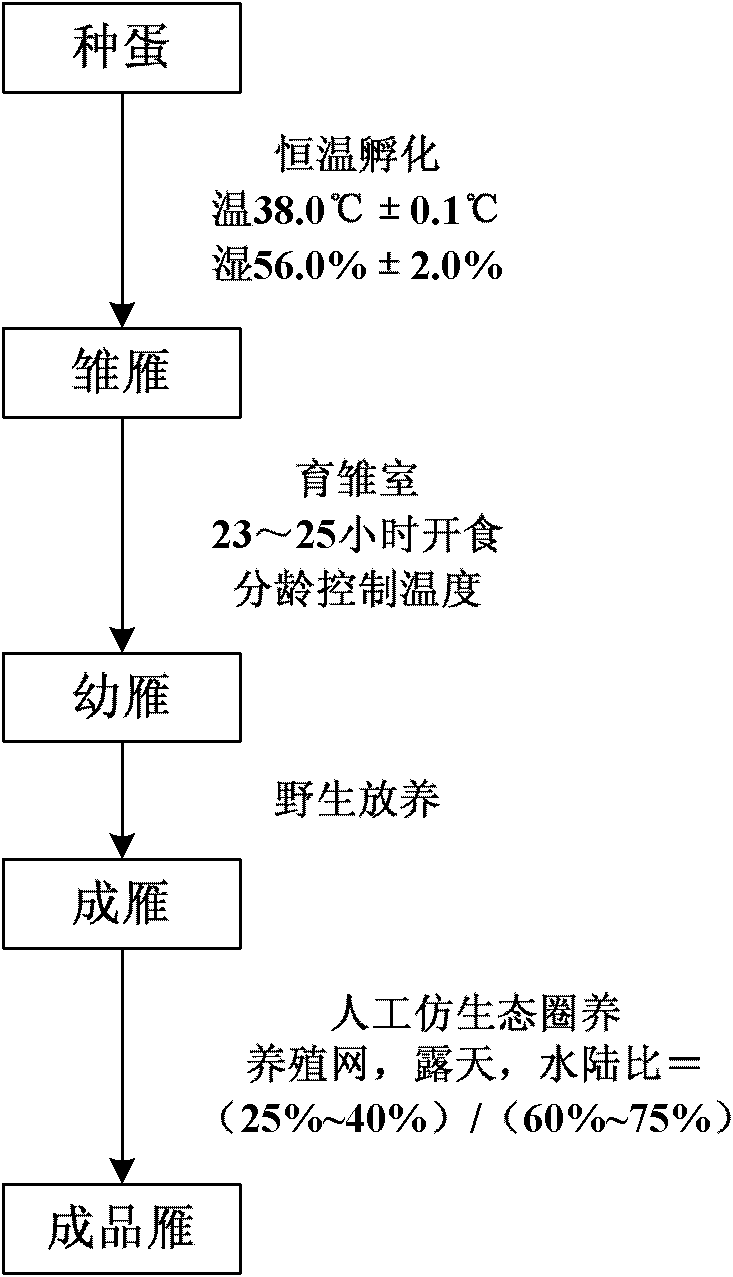 Method for hatching and breeding anser indicus