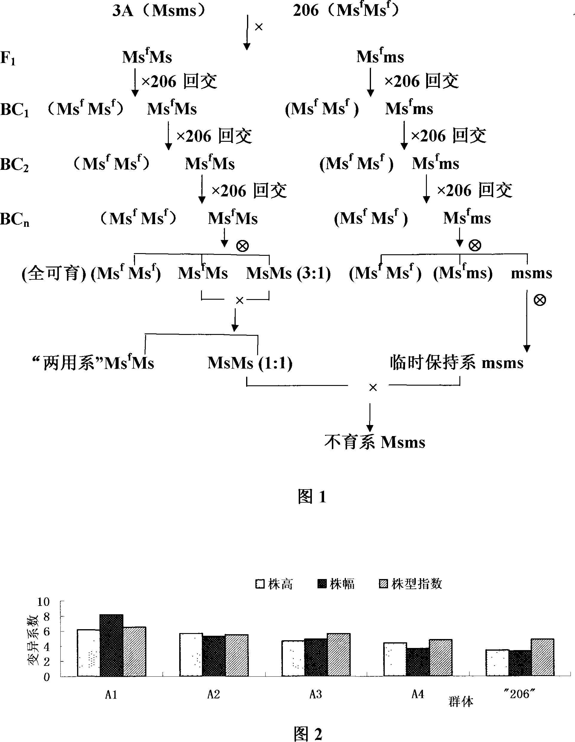 Method for producing a generation of hybridization seeds of Chinese cabbage by using multiple alleles gene male sterility line