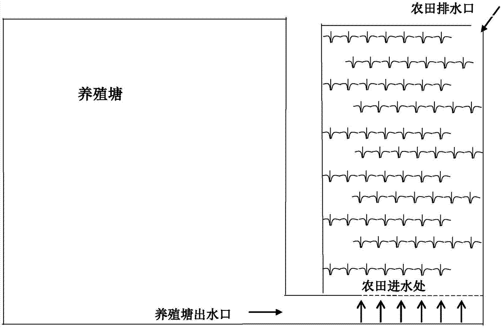 Wetland system for purifying coastal aquaculture water body based on microorganism immobilization technology and farmland irrigation technology