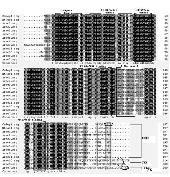 Application of chilli DN (dominant negative) mutant to bacterial wilt resistance gene engineering of tobacco