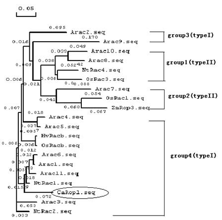 Application of chilli DN (dominant negative) mutant to bacterial wilt resistance gene engineering of tobacco