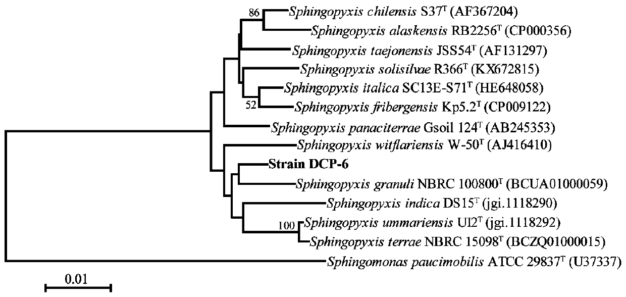 Degradation strain capable of simultaneously degrading two isomers of chiral herbicide dichlorprop and bacteria produced from degradation strain