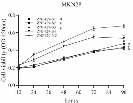 Gastric cancer thermo-chemotherapy sensitive marker and application thereof