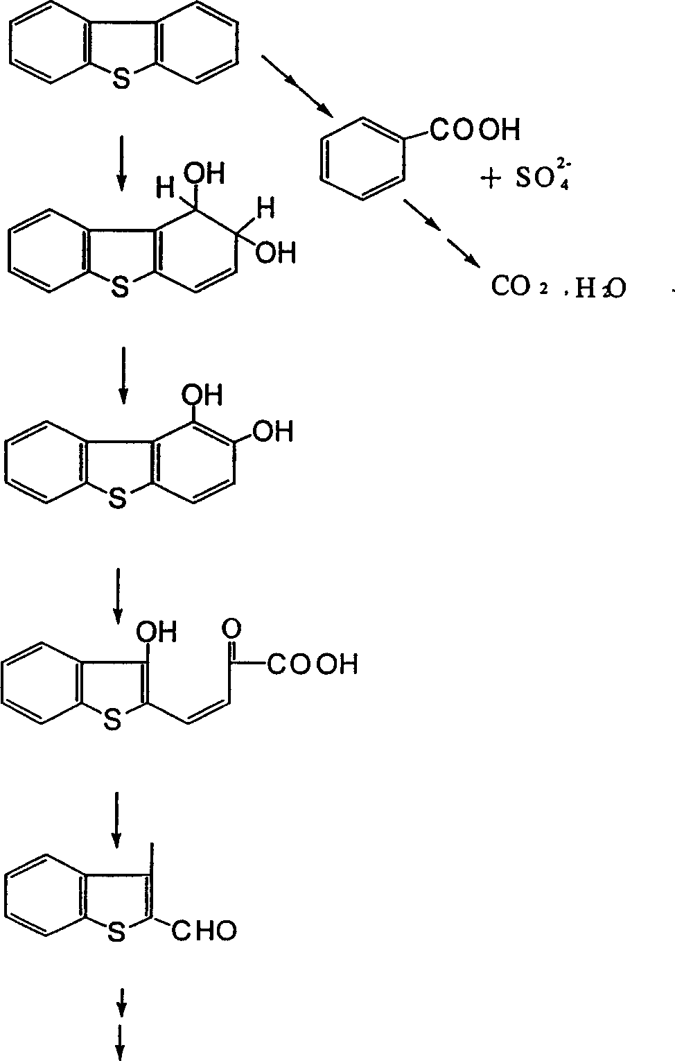 Globule nocardia strain and use of it for removing organic sulfur in fossil fuel