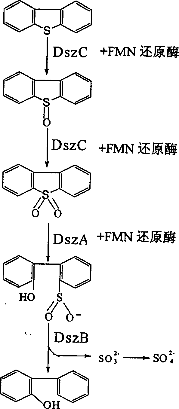 Globule nocardia strain and use of it for removing organic sulfur in fossil fuel