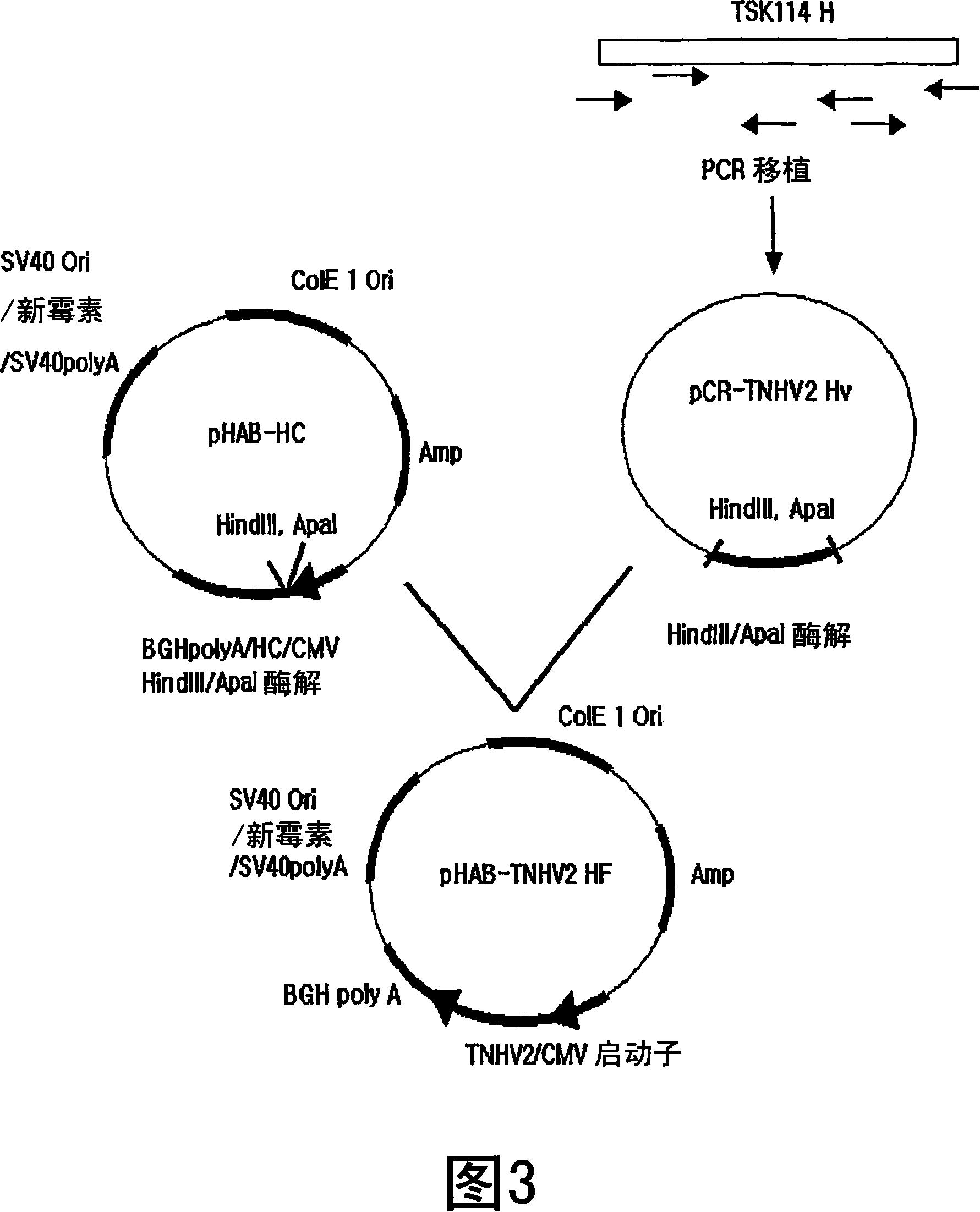 Humanized antibody specific for tumor necrosis factor-alpha