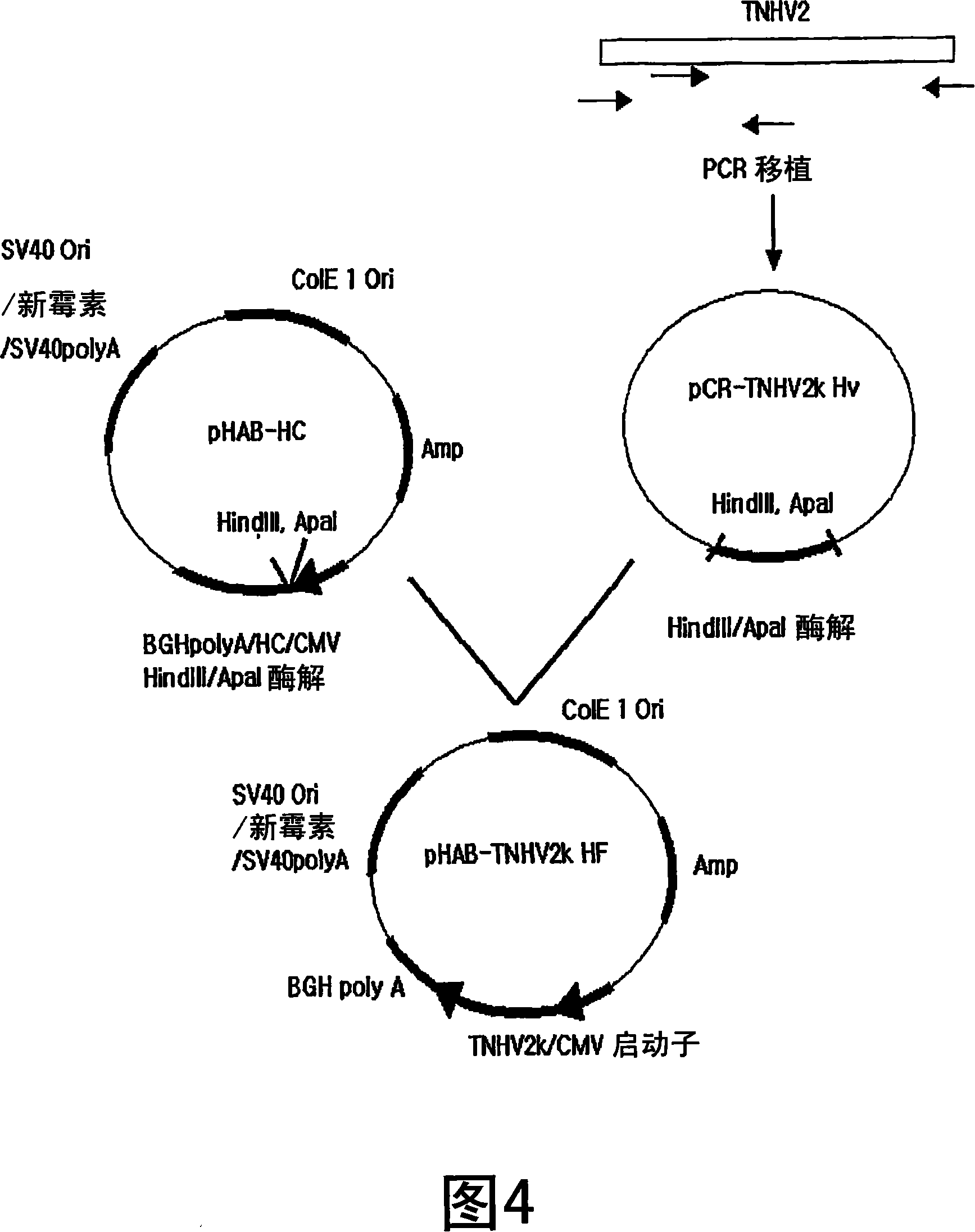 Humanized antibody specific for tumor necrosis factor-alpha