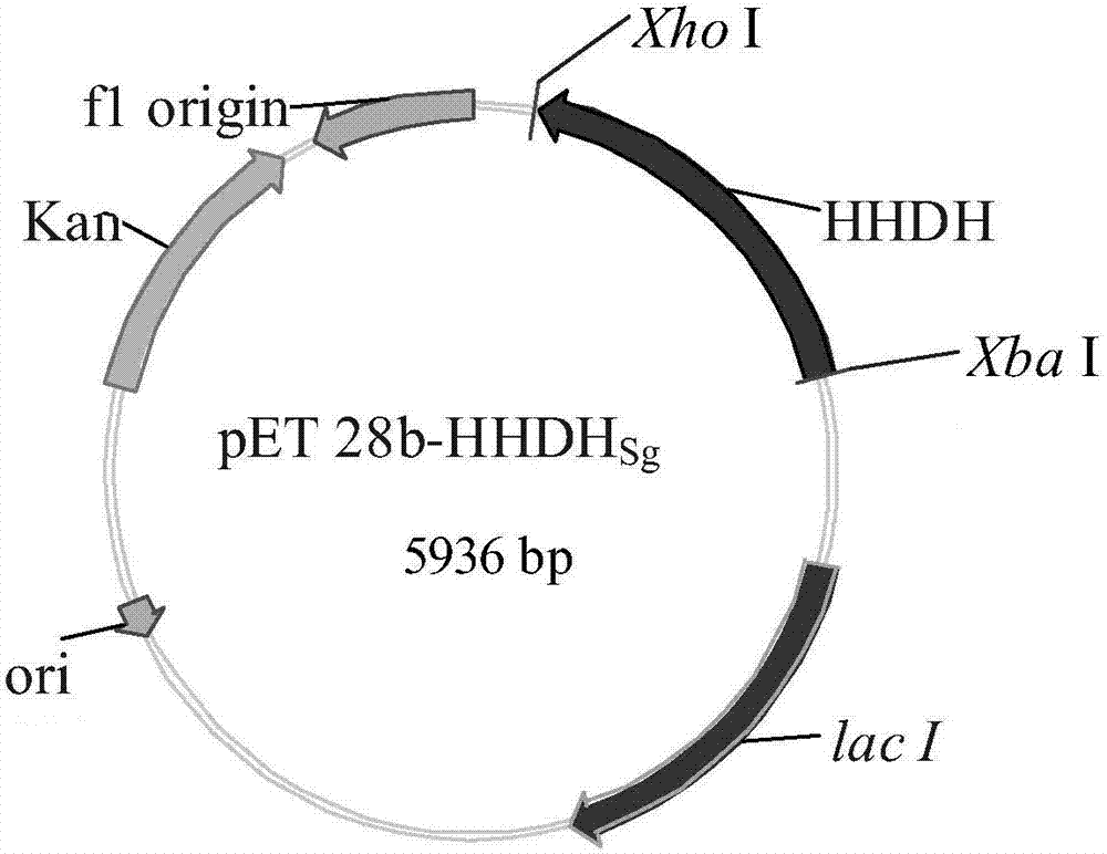 Recombinant halohydrin dehalogenase, and mutant and engineering strain and applications thereof