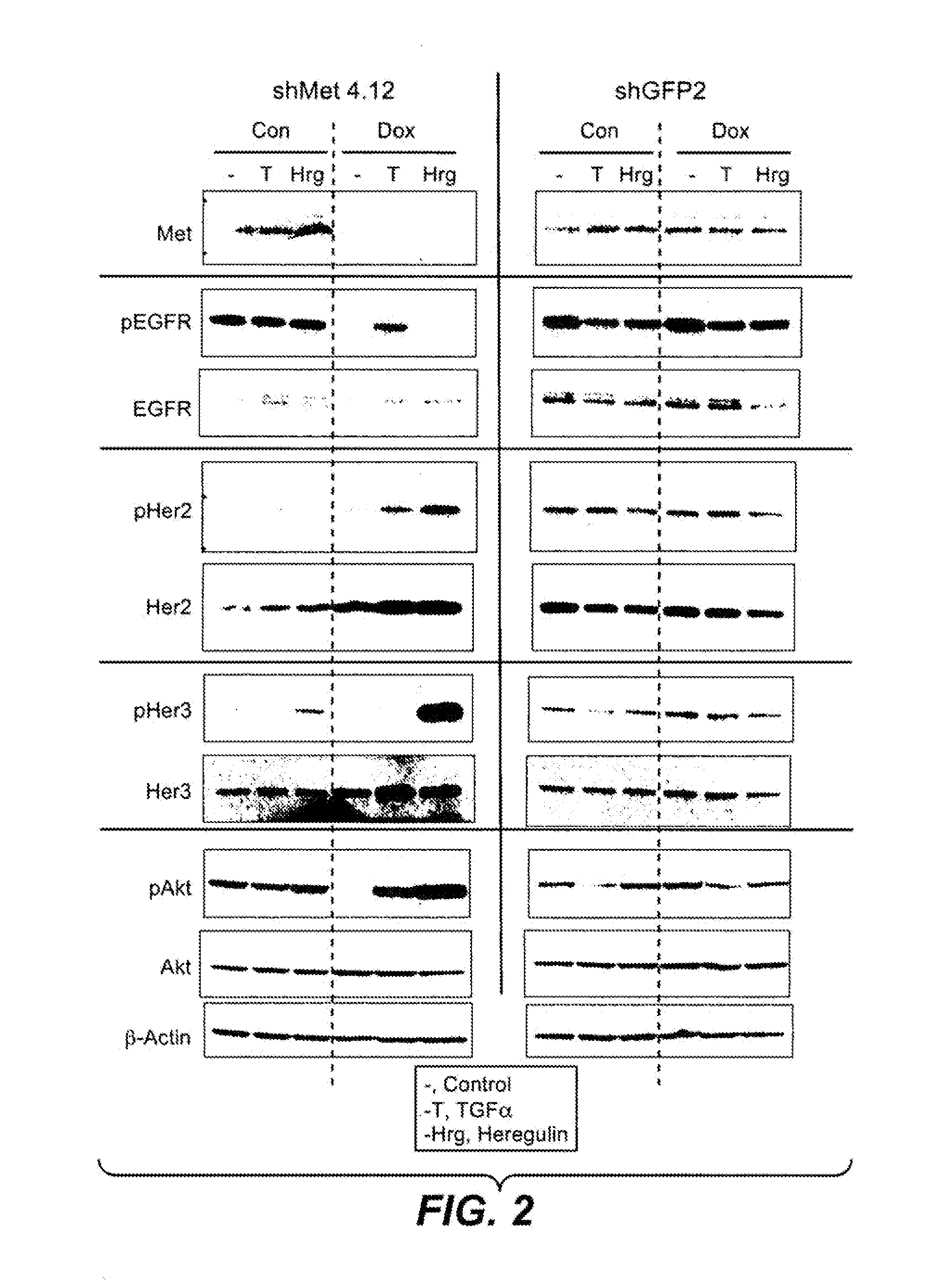 Combination therapy with c-met and EGFR antagonists