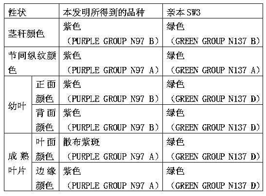 Dendrobe breeding method