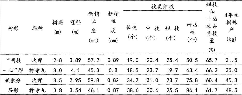 Reshaping trimming method for high-illumination-efficiency shape of close-planting persimmon tree