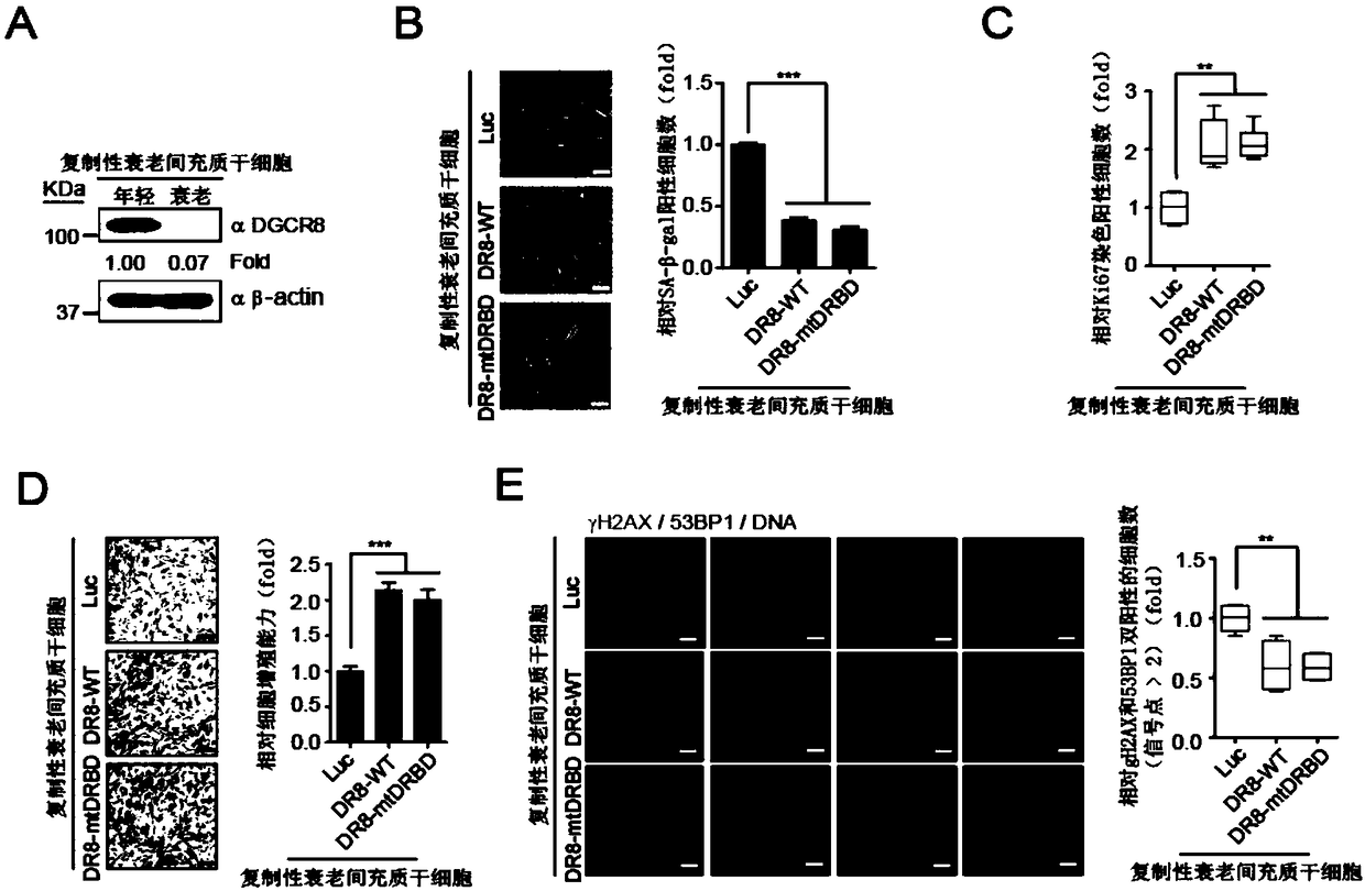 Application of DGCR8 in preparing products for treating and/or preventing osteoarthritis of animals